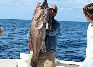 One charter angler showing off a massive Grouper caught on Open Waters off Hatteras, NC.