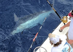 Giant blue marlin beside boat about to be released.