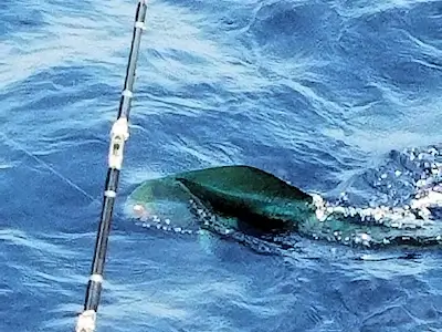 Mahi swimming beside the boat.