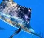 Atlantic Sailfish