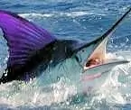 Blue Marlin are the best part of a Hatteras, NC fishing charter.