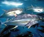 Bluefin Tuna often show up off Hatteras in massive hungry schools during our winter months.