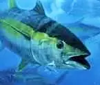 Yellowfin Tuna are a highly desired offshore catch in Hatteras, NC.