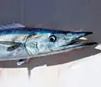 An impressive set of line cutting teeth make a Wahoo a formidable adversary for any offshore charter fisherman.