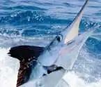 White Marlin